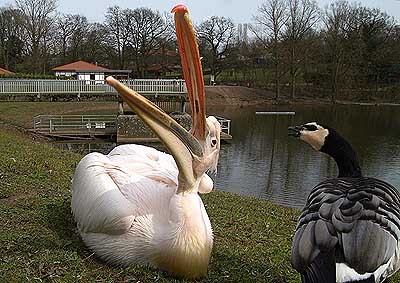 Aachener Zoo Aachener-Zoo-Pelikan-011